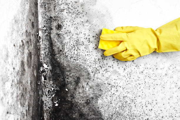 Best Residential Mold Removal  in Callahan, FL