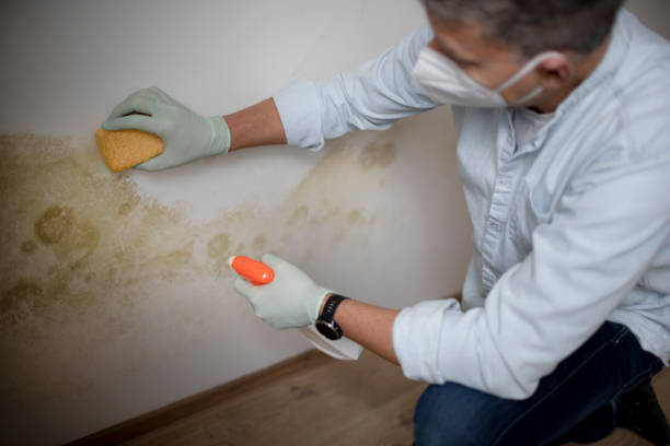 Best Residential Mold Removal  in Callahan, FL