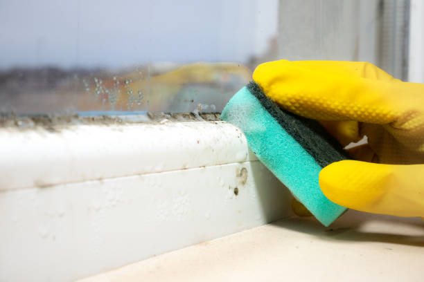 Mold Testing and Removal in Callahan, FL
