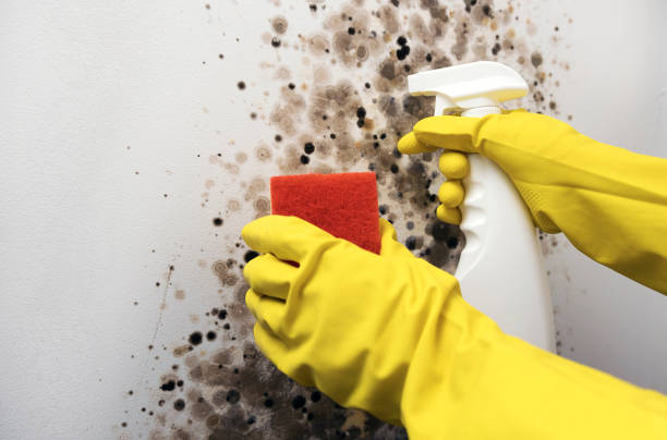 Best Commercial Mold Removal  in Callahan, FL