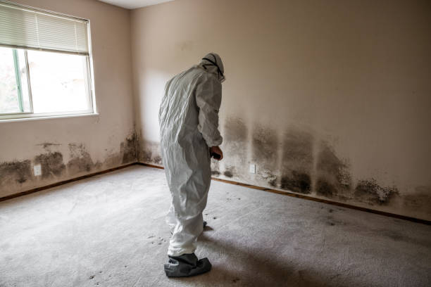 Attic Mold Removal in Callahan, FL
