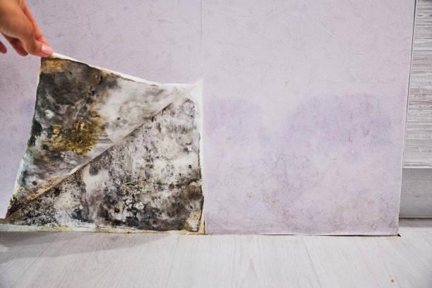 Best Emergency Mold Removal  in Callahan, FL